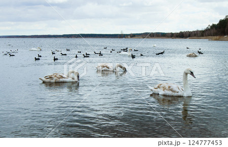 Swan lake, landscape with multiple young swans on the water 124777453