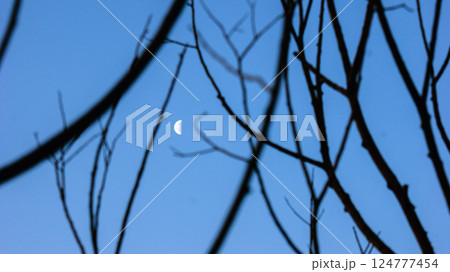 Crescent moon in the blue sky framed by dry tree branches Crescent moon in the blue sky framed by dry tree branches 124777454