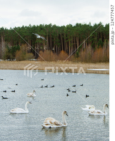 Landscape with birds, swans and a seagull on a lake near the forest Landscape with birds, swans and a seagull on a lake near the forest 124777457