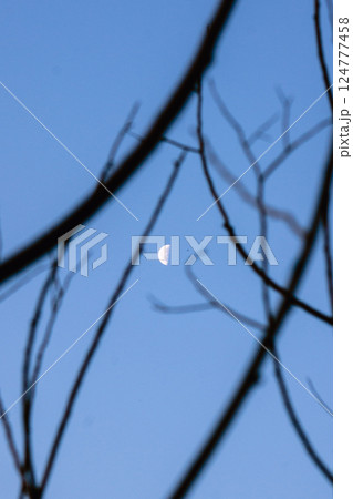 Crescent moon in the blue sky framed by dry tree branches 124777458