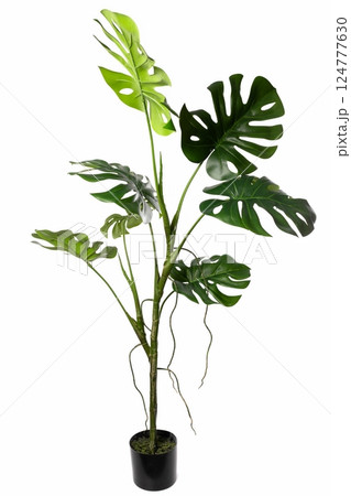 Realistic artificial monstera plant in a black pot suitable for indoor decor and enhancing living 124777630
