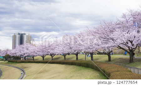 曇りの日の桜咲く公園(稲城市若葉台公園) 曇りの日の桜咲く公園(稲城市若葉台公園) 124777654