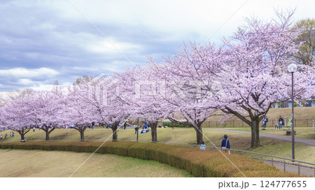 曇りの日の桜咲く公園(稲城市若葉台公園) 曇りの日の桜咲く公園(稲城市若葉台公園) 124777655