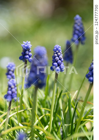 満開のムスカリの花 満開のムスカリの花 124777700