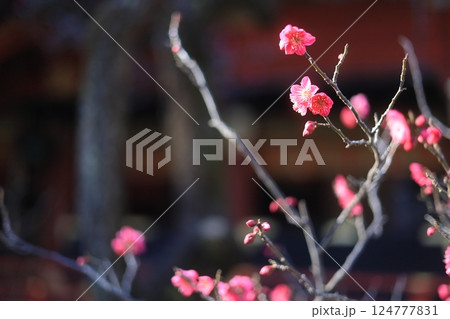 晴れの日の赤い梅の花 124777831