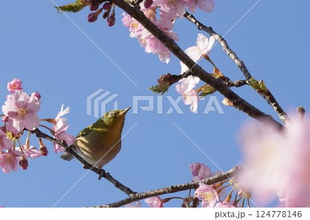 河津桜の枝に止まるかわいいメジロ 春 河津桜の枝に止まるかわいいメジロ 春 124778146