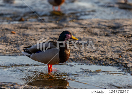 A male mallard duck stands on a shallow riverbank, its vibrant green head and yellow beak contrasting with the soft ripples of the water. The warm sunset glow reflects on the water's surface. 124778247