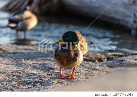 A male mallard duck stands on a shallow riverbank, its vibrant green head and yellow beak contrasting with the soft ripples of the water. The warm sunset glow reflects on the water's surface. A male mallard duck stands on a shallow riverbank, its vibrant green head and yellow beak contrasting with the soft ripples of the water. The warm sunset glow reflects on the water's surface. 124778248