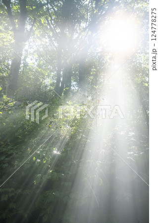 森の清流に光芒が差し込む風景　大山木谷沢渓流 124778275