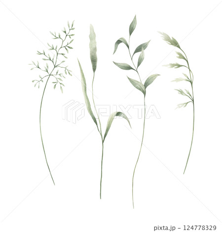 Meadow green grasses, four various field thin herbs. Hand drawn herbal watercolor illustration. Set of elements isolated from background. Sketch of wild greenery for natural, farm and rustic design. Meadow green grasses, four various field thin herbs. Hand drawn herbal watercolor illustration. Set of elements isolated from background. Sketch of wild greenery for natural, farm and rustic design. 124778329