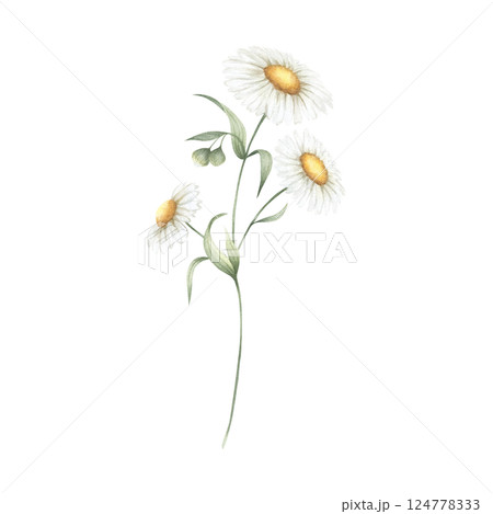 Chamomile wildflower with three flowers, buds and green leaves. Hand drawn floral watercolor isolated illustration of field plant. Sketch of meadow flower for fabric print, packaging and postcards. 124778333