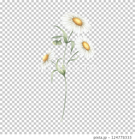 Chamomile wildflower with three flowers, buds and green leaves. Hand drawn floral watercolor isolated illustration of field plant. Sketch of meadow flower for fabric print, packaging and postcards. 124778333