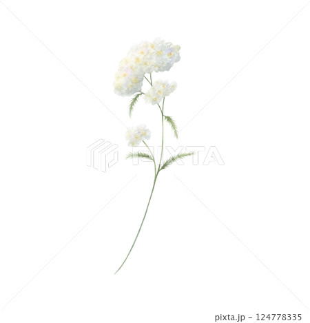Yarrow wildflower with three white fluffy inflorescences and green leaves. Hand drawn floral watercolor isolated illustration of field plant. Sketch of meadow flower for fabric print and postcards. 124778335