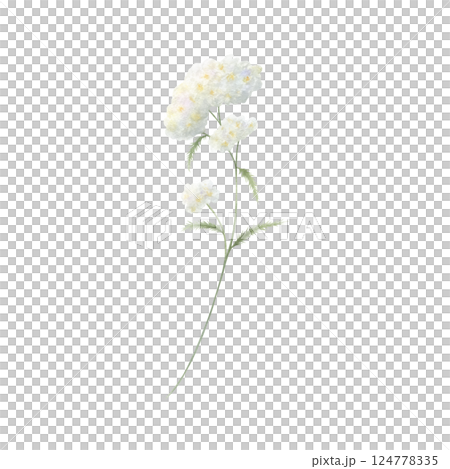 Yarrow wildflower with three white fluffy inflorescences and green leaves. Hand drawn floral watercolor isolated illustration of field plant. Sketch of meadow flower for fabric print and postcards. 124778335