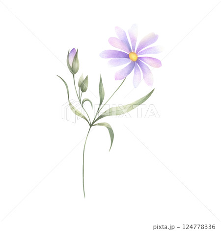 Wildflower, field plant with lilac purple petals, buds, yellow core and green leaves. Hand drawn floral watercolor isolated illustration. Drawing of meadow flower for fabric print, postcard, sticker. Wildflower, field plant with lilac purple petals, buds, yellow core and green leaves. Hand drawn floral watercolor isolated illustration. Drawing of meadow flower for fabric print, postcard, sticker. 124778336