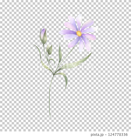Wildflower, field plant with lilac purple petals, buds, yellow core and green leaves. Hand drawn floral watercolor isolated illustration. Drawing of meadow flower for fabric print, postcard, sticker. Wildflower, field plant with lilac purple petals, buds, yellow core and green leaves. Hand drawn floral watercolor isolated illustration. Drawing of meadow flower for fabric print, postcard, sticker. 124778336