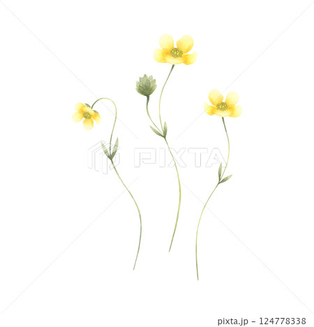 Buttercup wildflower, three meadow yellow flowers with thin stems. Hand drawn floral watercolor isolated illustration set of field plant. Drawing for fabric and postcards. Sketch of wild greenery. 124778338