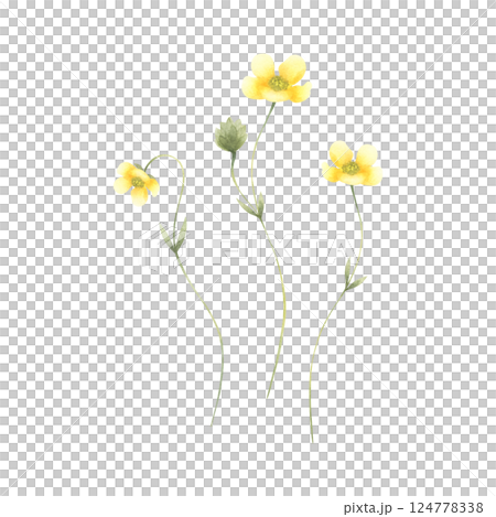 Buttercup wildflower, three meadow yellow flowers with thin stems. Hand drawn floral watercolor isolated illustration set of field plant. Drawing for fabric and postcards. Sketch of wild greenery. 124778338