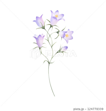 Bellflower wildflower with lilac purple flowers and bud. Hand drawn floral watercolor isolated illustration of field plant. Drawing of meadow flower for fabric print, packaging, postcard and sticker. 124778339