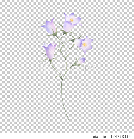 Bellflower wildflower with lilac purple flowers and bud. Hand drawn floral watercolor isolated illustration of field plant. Drawing of meadow flower for fabric print, packaging, postcard and sticker. 124778339
