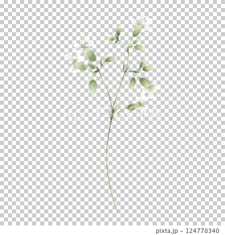 Wildflower, field plant with white petals, buds and green leaves. Hand drawn floral watercolor isolated illustration. Drawing of meadow whimsical flower for fabric print. Sketch of wild greenery. 124778340