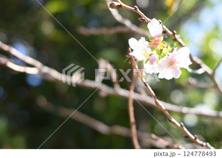 春の陽気に誘われて 124778493