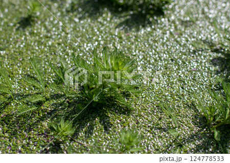 Myriophyllum aquaticum,parrot's-feather or parrot feather watermilfoil water plant and duckweed on the garden pond surface. 124778533