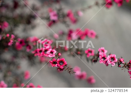 Tea tree, manuka or leptospermum scoparium cultivar branches with burgundy red flowers. Tea tree, manuka or leptospermum scoparium cultivar branches with burgundy red flowers. 124778534