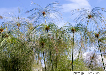 Papyrus,papyrus sedge, paper reed, Indian matting plant,Nile grass or cyperus papyrus plant. Papyrus,papyrus sedge, paper reed, Indian matting plant,Nile grass or cyperus papyrus plant. 124778536