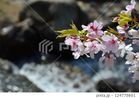 水辺の桜 水辺の桜 124778601
