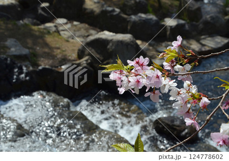 水辺の桜 水辺の桜 124778602