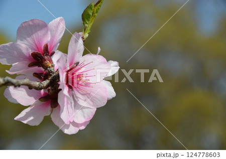 桜によく似たアーモンドの花 124778603