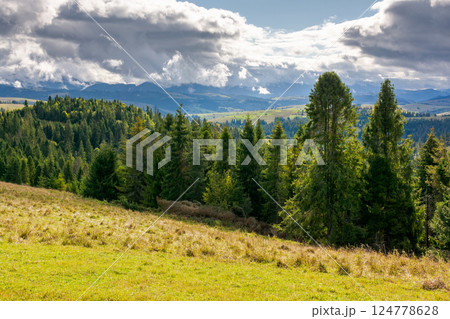 forested carpathian mountains in september. wonderful countryside landscape of ukraine with rolling hills on a sunny day. picturesque europe. spruce trees on the grassy hillside under cloudy sky forested carpathian mountains in september. wonderful countryside landscape of ukraine with rolling hills on a sunny day. picturesque europe. spruce trees on the grassy hillside under cloudy sky 124778628