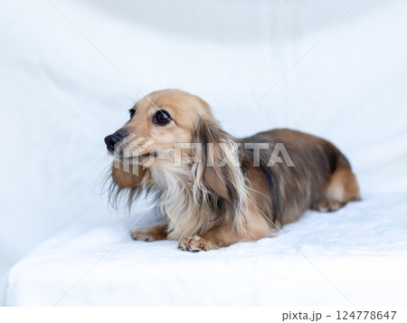 カニンヘンダックスフンド シェーゼットイエロー 124778647