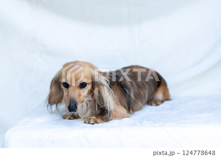 カニンヘンダックスフンド シェーゼットイエロー 124778648