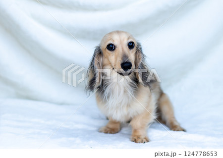 カニンヘンダックスフンド シェーゼットイエロー 124778653