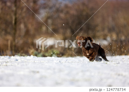 Joyful Brown Spaniel Running Through Snowy Field Joyful Brown Spaniel Running Through Snowy Field 124778734