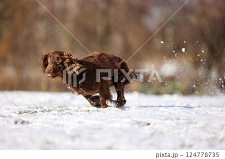 Joyful Brown Spaniel Running Through Snowy Field 124778735