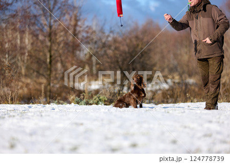 Brown Spaniel running with trainer in snowy winter landscape 124778739