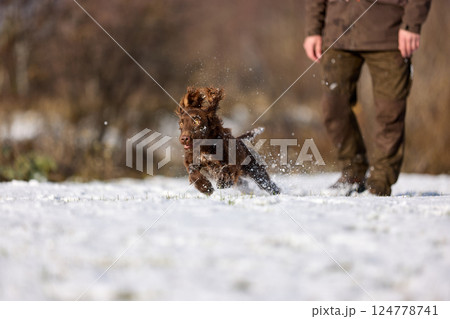 Brown Spaniel running with trainer in snowy winter landscape Brown Spaniel running with trainer in snowy winter landscape 124778741