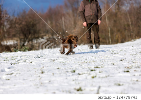 Brown Spaniel running with trainer in snowy winter landscape Brown Spaniel running with trainer in snowy winter landscape 124778743