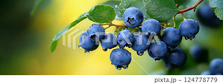 Wet blueberries hanging from the branch. Sunny horizontal background with space for text Wet blueberries hanging from the branch. Sunny horizontal background with space for text 124778779