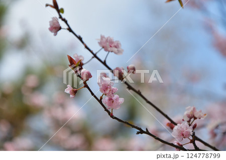 フランス、パリ。モンソー公園公園に咲いているプラムの花。2025年3月15日撮影。 124778799