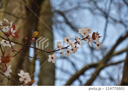 フランス、パリ。モンソー公園公園に咲いているプラムの花。2025年3月15日撮影。 124778801