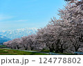 日本の春、舟川べり春の四重奏。朝日、富山、日本。4月中旬。 124778802