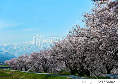日本の春、舟川べり春の四重奏。朝日、富山、日本。4月中旬。 124778802