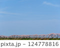 日本の春、舟川べり桜並木。朝日町、富山県、日本。4月中旬。 124778816