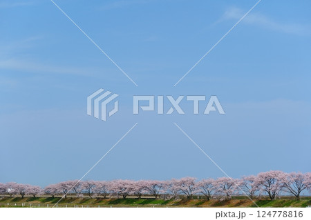 日本の春、舟川べり桜並木。朝日町、富山県、日本。4月中旬。 日本の春、舟川べり桜並木。朝日町、富山県、日本。4月中旬。 124778816