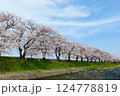 日本の春、舟川べり桜並木。朝日町、富山県、日本。4月中旬。 124778819