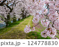 日本の春、舟川べり桜並木。朝日町、富山県、日本。4月中旬。 124778830